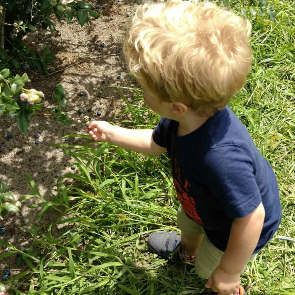 Nathan picking blueberries for the first time